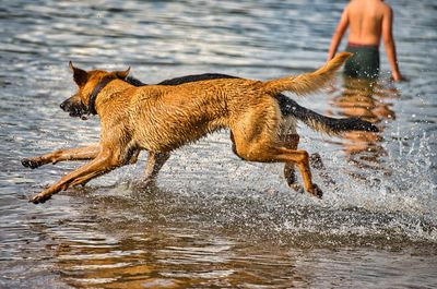 Dog play and romp on the dog beach in langenhagen near hannover at the silbersee