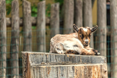Portrait of kid goat on stump