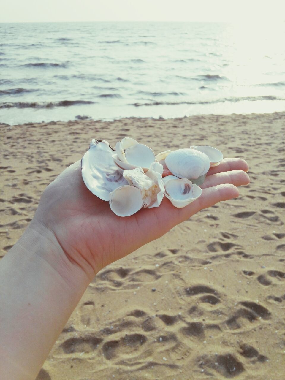 beach, sand, person, sea, shore, horizon over water, holding, part of, seashell, personal perspective, water, unrecognizable person, cropped, human finger, leisure activity, sunlight, nature