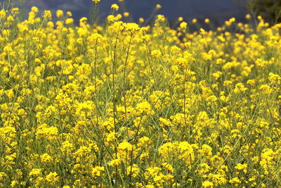 Yellow flowers growing in field