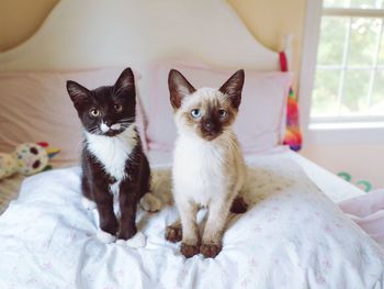 Portrait of cats on bed