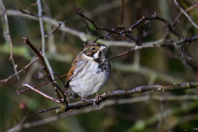 Male reed bunting, emberiza schoeniclus, perched on a bush twig