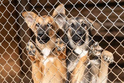 View of a dog in cage