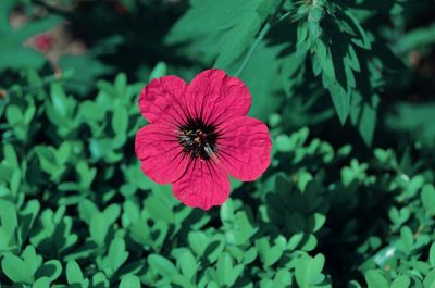 Close-up of pink flower