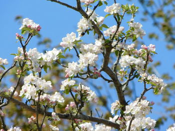 Low angle view of apple blossoms in spring