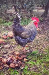 Peacock in park