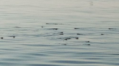 Full frame shot of ducks swimming in water