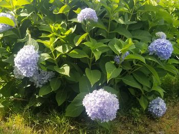 High angle view of purple flowering plant