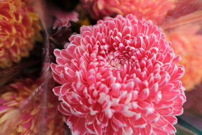 Close-up of pink roses