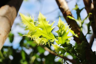 Close-up of plant