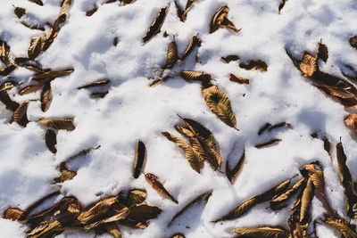 High angle view of snow covered field