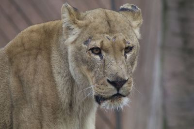 Close-up of a lioness in zoo
