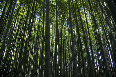 Low angle view of bamboo trees in forest