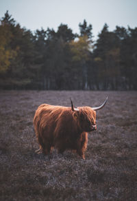 Lion standing in a field