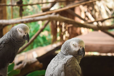 Close-up portrait of parrot