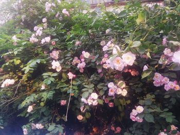 Close-up of pink flowers blooming on plant