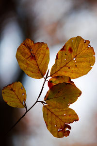 Close-up of dry maple leaves against blurred background