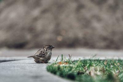 Close-up of bird perching on grass