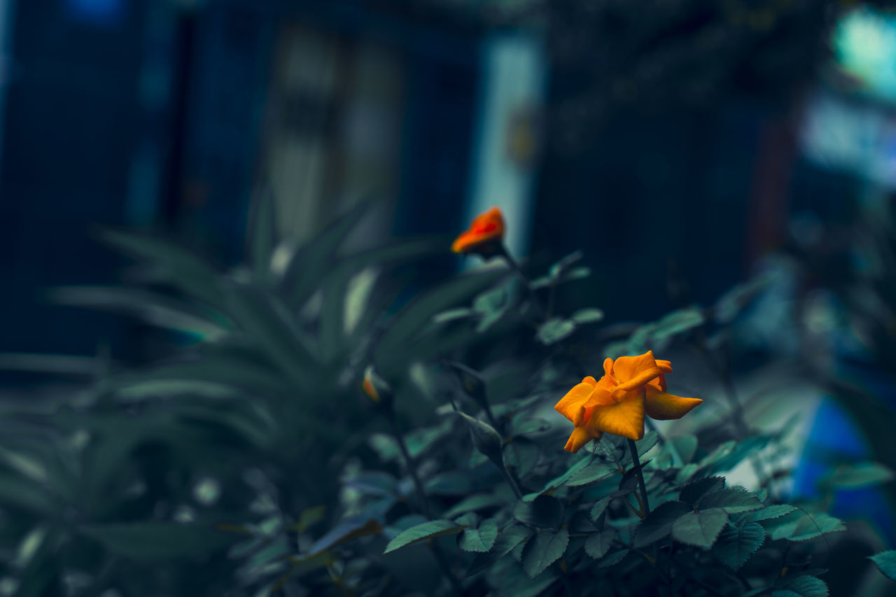 CLOSE-UP OF FLOWERING PLANTS