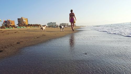 Rear view of dog walking on beach