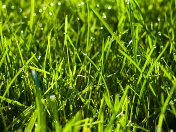 Full frame shot of grass on field