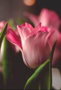 Close-up of pink rose