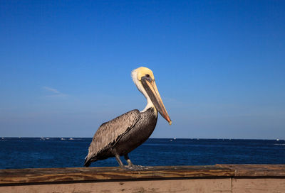 Brown pelican pelecanus occidentalis purchase on the side of the pier at deerfield beach 