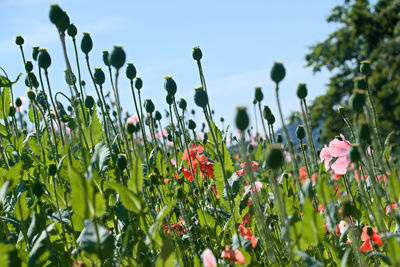 Close-up of flowering plants on field against sky