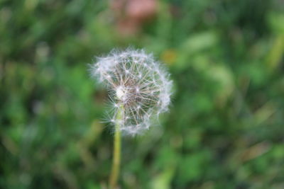 Close-up of dandelion