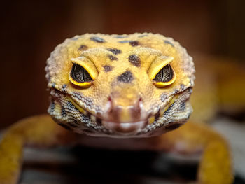 Close-up of lizard