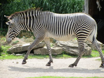 Zebras zebra