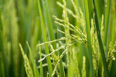 Close-up of crops growing on field