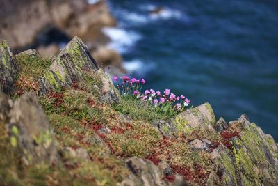 Close-up of pink flowering plant on rock