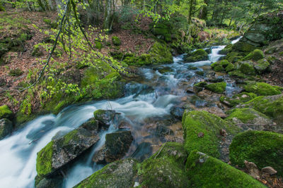 Stream flowing through rocks in forest