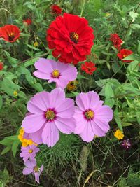 Close-up of red flowers blooming in field