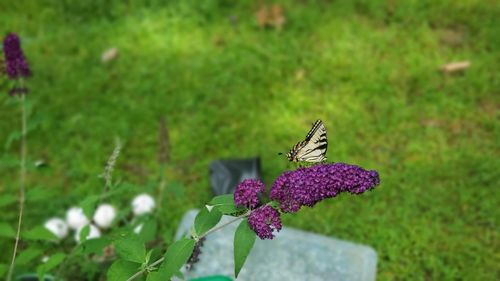 Close-up of butterfly on butterfly bush