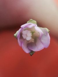 Close-up of pink rose