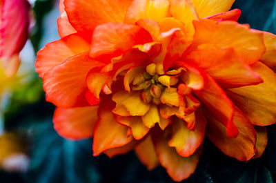 Close-up of red flowering plant