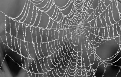 Close-up of spider web