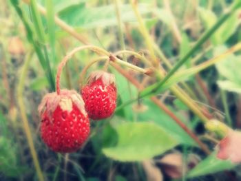 Close-up of berries growing on tree