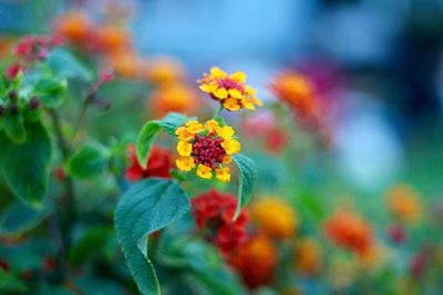 Close-up of fresh yellow flowers blooming outdoors