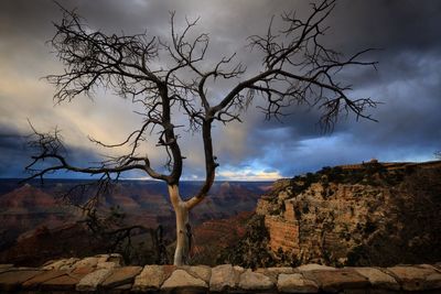 Bare tree by rocky mountains against cloudy sky during sunset at grand canyon national park