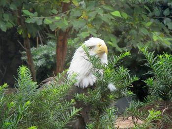 Bird perching on tree
