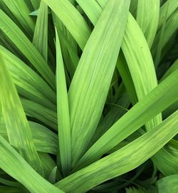 Full frame shot of palm leaf