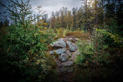 Scenic view of forest against sky