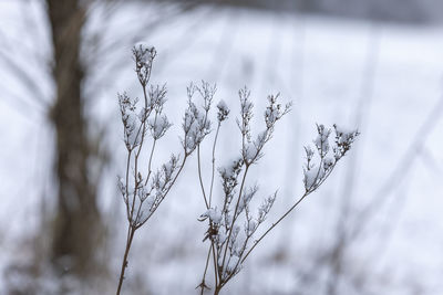 Close-up of frozen plant on field