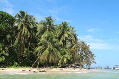 Palm trees on beach against sky