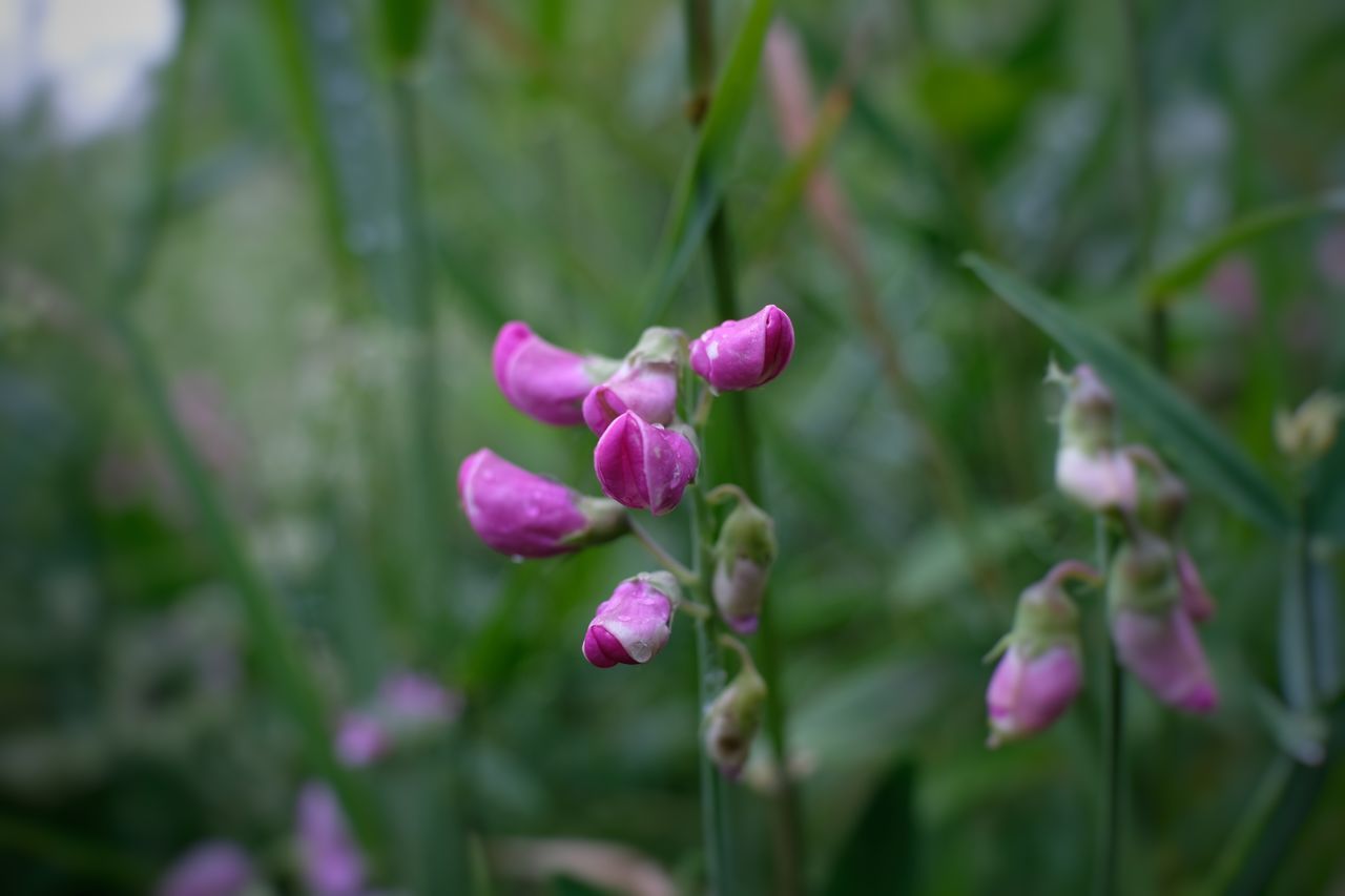 CLOSE-UP OF PINK FLOWER