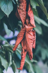 Close-up of maple leaves on plant