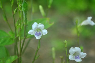 Close-up of flowers growing outdoors